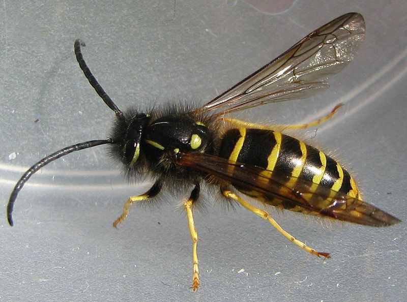 File:Vespula vulgaris-m.jpg