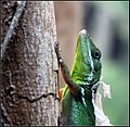 Anolis colestinus