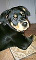 10-week-old Rottweiler puppy