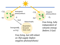 Early heterotrophs used Krebs cycle respiration; then oxygenic photosynthesis gave full independence of volcanic energy.[251]