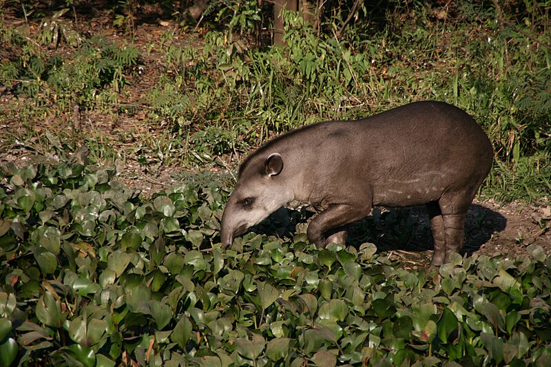 File:Anta pantanal.jpg