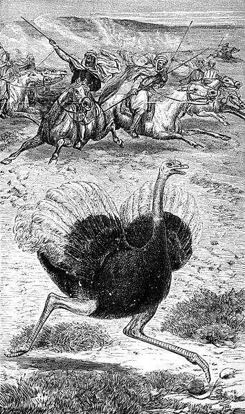 Archivo:Arabian Ostrich hunt.jpg