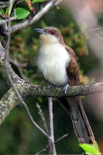 File:Black-billed-cuckoo2.jpg