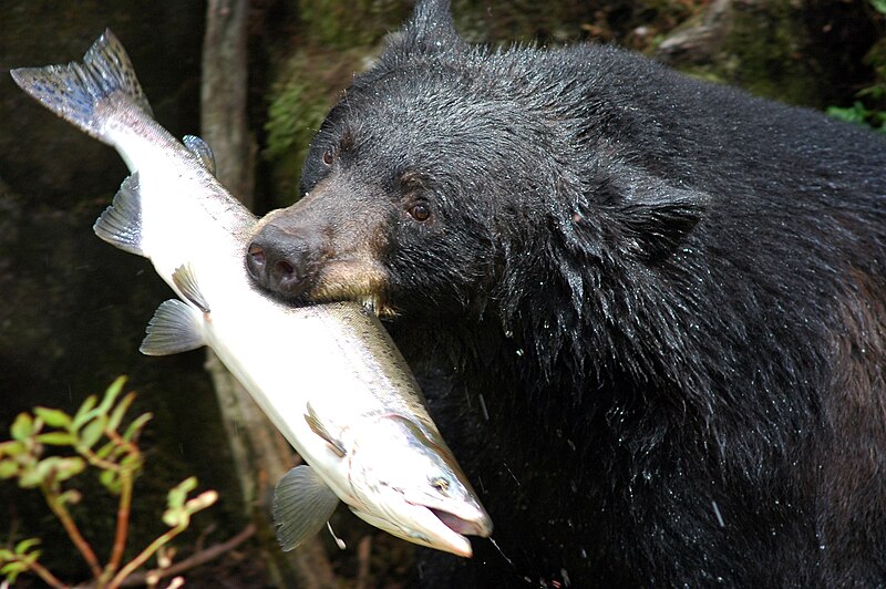 File:Black bear with salmon.jpg