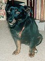 Mixed-breed dog