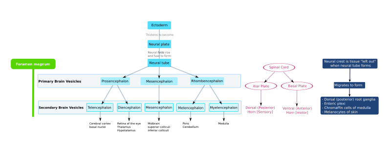 File:Development of nervous system.svg