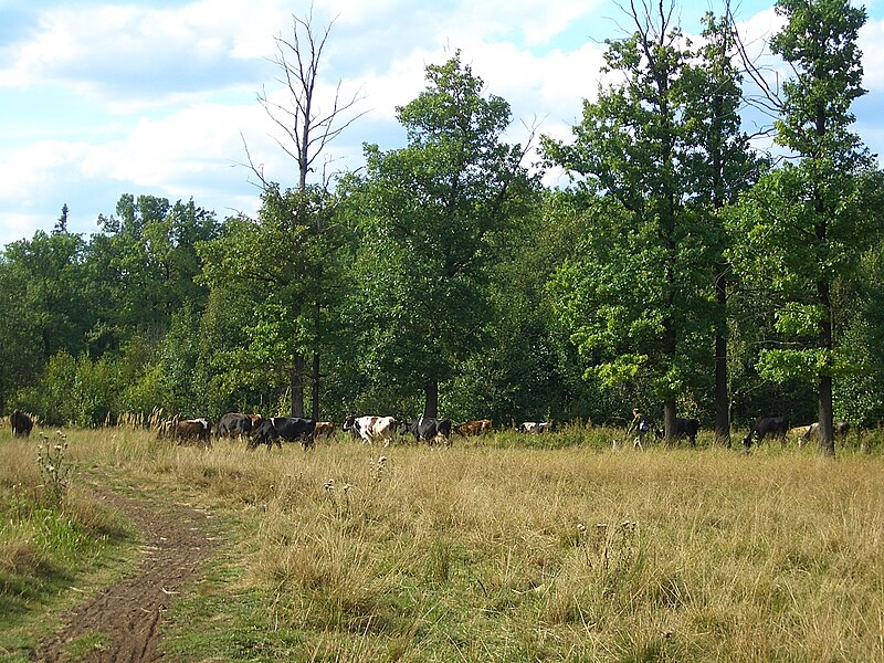 Файл:E7108-Pravdinski-park-cows.jpg