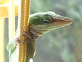 female green anole crawling on string (UK)