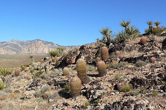 Ferocactus cylindraceus in habitat in Red Rock Canyon, Spring Mountains, southern Nevada