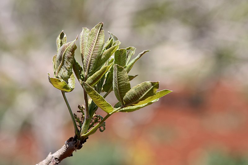 File:Feuilles de pistachier.jpg