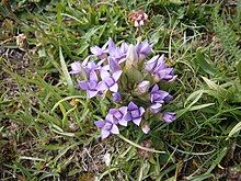 Gentianella campestris004.jpg