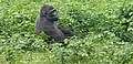 Image 17Gorilla at Mefou primate sanctuary (from Tourism in Cameroon)