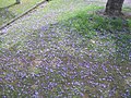 Purple jacaranda flowers carpet the ground as they fall.