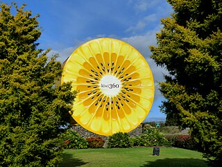 Kiwi fruit in Te Puke, New Zealand