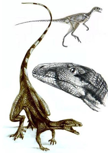 File:Lagosuchus.jpg