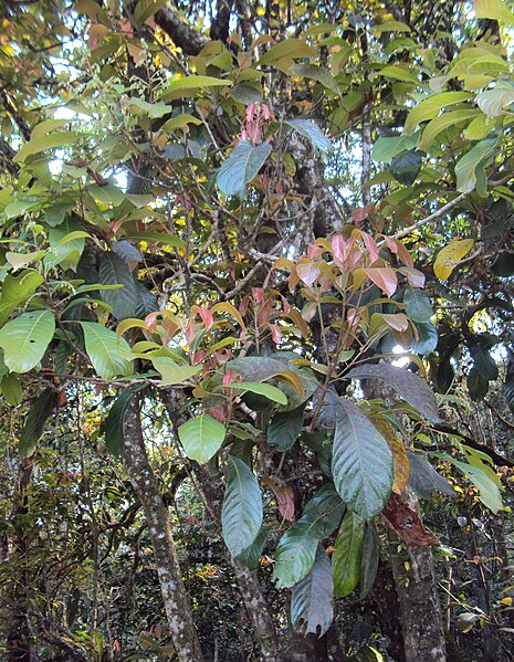 File:Meliosma simplicifolia ssp. simplicifolia(2).jpg