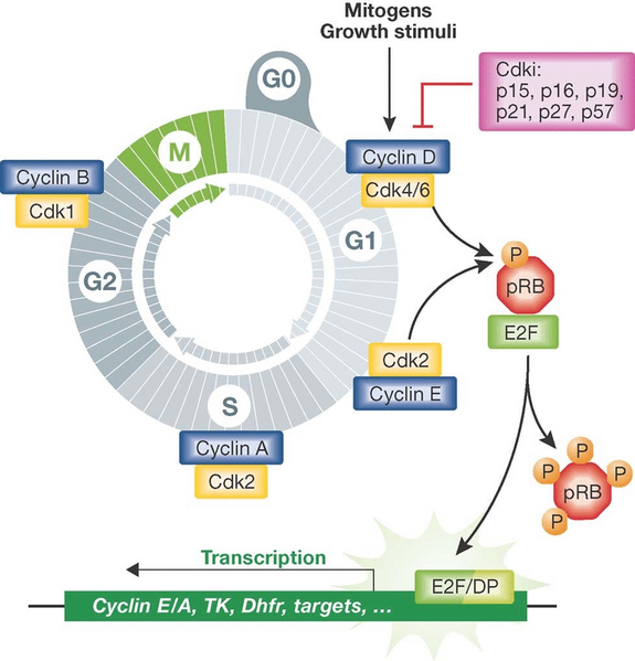 File:Mitocellcycle.png