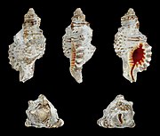 Shells of Monoplex nicobaricus