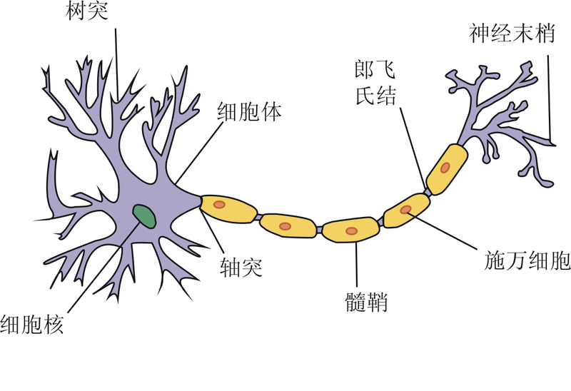 File:Neuron.png