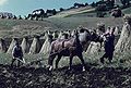 Ploughing in La Val in the 1960s.