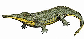 Platyoposaurus stuckenbergi