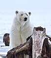 The Polar bear is the largest living species of terrestrial predator. The aforementioned Kodiak Bear is the only species to rival it in that regard. The largest polar bear on record, reportedly weighing 1,002 kg (2,209 lb), was a male shot at Kotzebue Sound in northwestern Alaska in 1960.