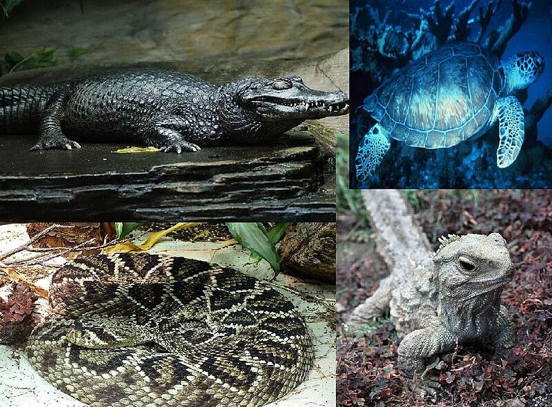 File:Reptiles.jpg