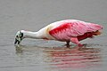 Roseate spoonbill in wetland: Photo courtesy of Grey Lavaty