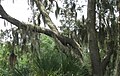 Spanish moss growing on a tree on Hilton Head Island, South Carolina