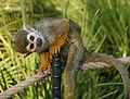 Squirrel monkey at The Phoenix Zoo, Phoenix, Az