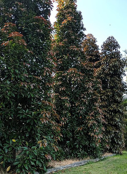 File:Tall Elaeocarpus eumundi trees.jpg