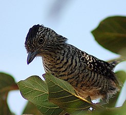 Полосатая сорокопутовая муравьеловка (Thamnophilus doliatus)