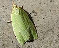 Tortrix viridana