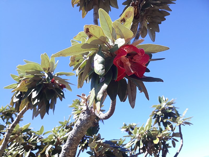 File:Trochetia boutoniana flower.jpg