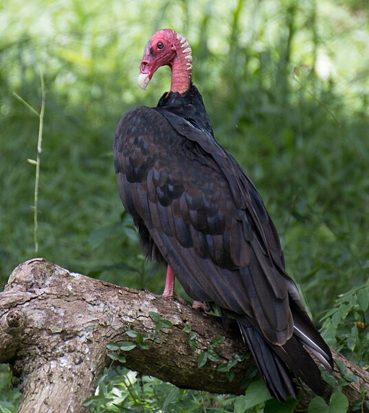 File:Turkey Vulture Perched.jpg