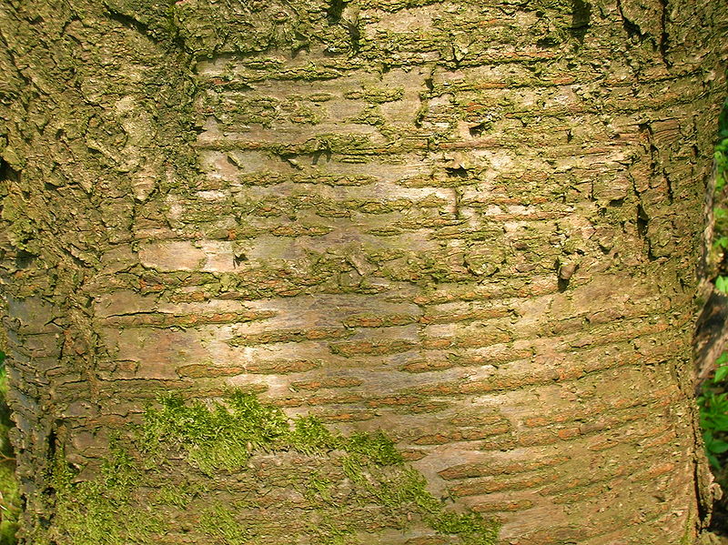 File:Wild Cherry bark lenticels.JPG