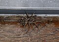 Large Wolf Spider with young in Michigan. (Probably Hogna carolinensis.)