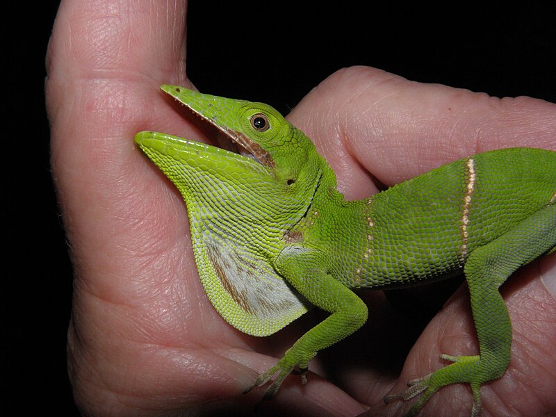 File:Anolis luteogularis 31508536.jpg