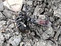 Anoplius viaticus (L.) (Hymenoptera: Pompilidae) with prey Nuctenea umbratica (Clerck) (Arachnida: Araneidae)