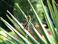 Yellow garden spider, Argiope aurantia in an orb web