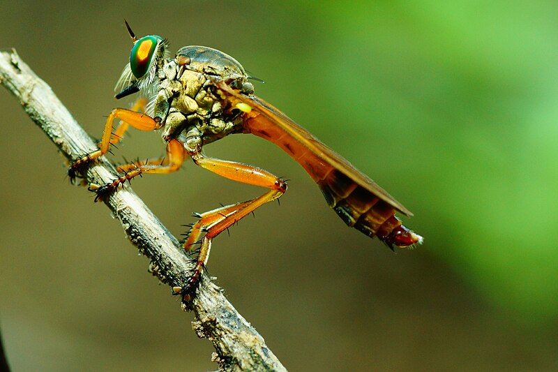 File:Asilus aurata 03431.jpg