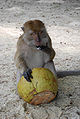 Beach monkey at Beras Basah Island