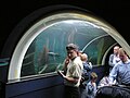 Seal and Penguin Coasts: the "underwater" tunnel, with South American fur seal