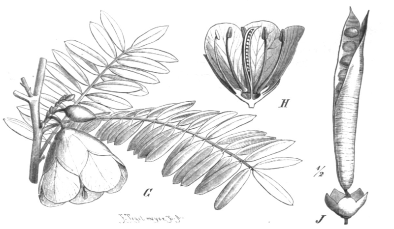 File:Cadia purpurea Taub101c.png