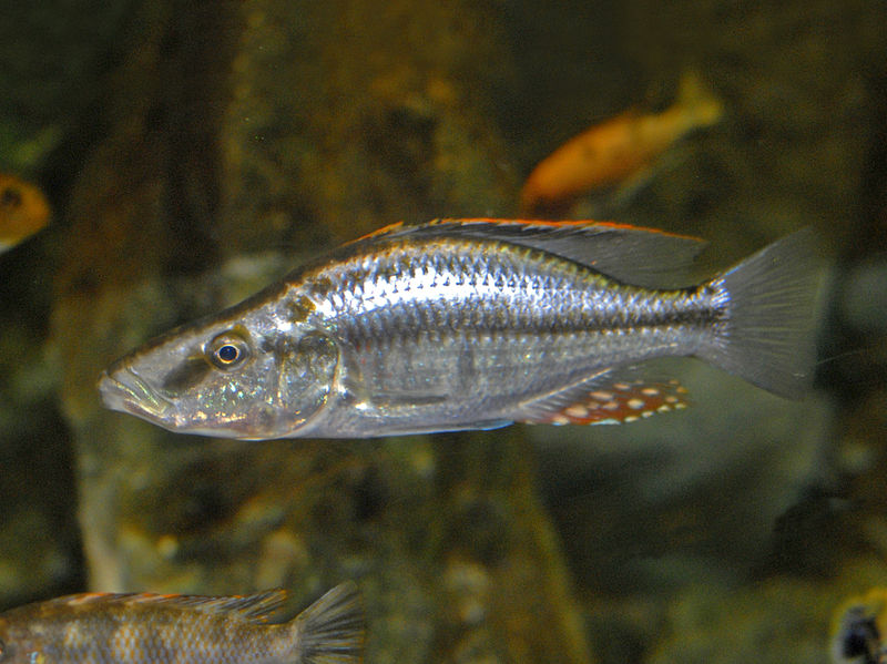 File:Cichlidae - Dimidiochromis compressiceps.JPG