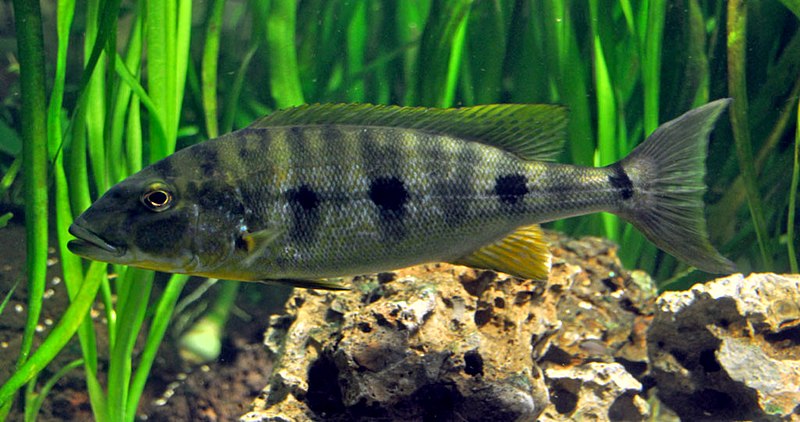 File:DKoehl Boulengerochromis microlepis.jpg