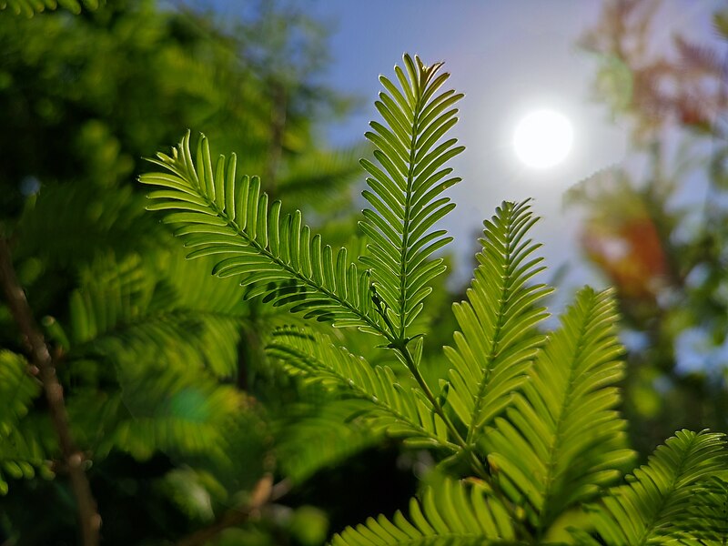 File:Dawn redwood.jpg