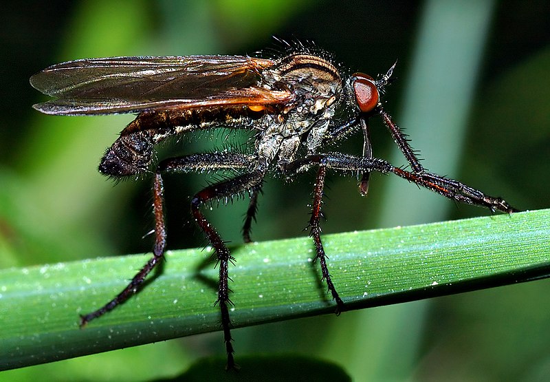 File:Empis tesselata male (aka).jpg