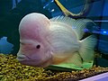 Flowerhorn cichlid