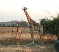 Thornicroft's giraffes in South Luangwa